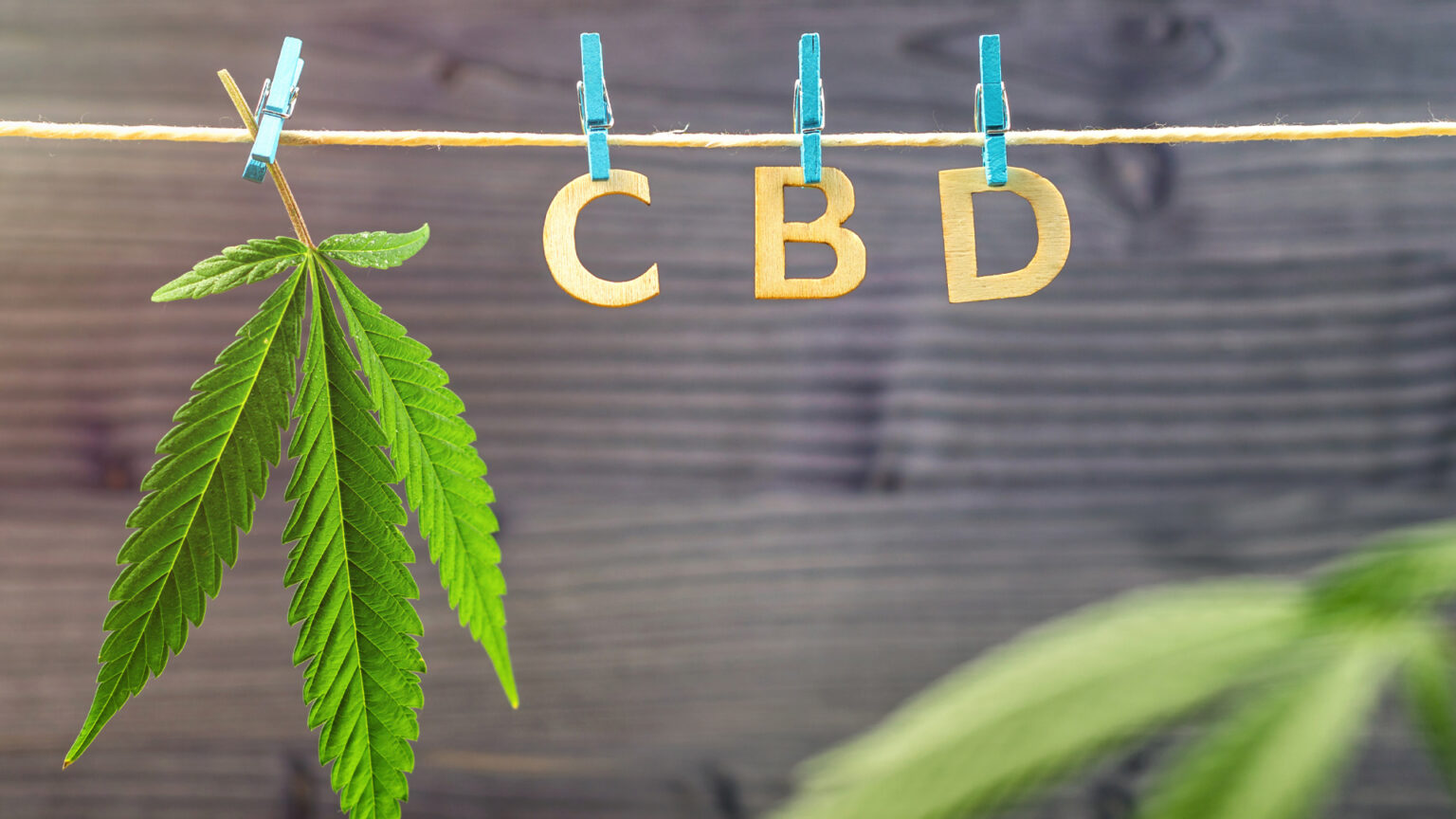 What Does CBD Stand For